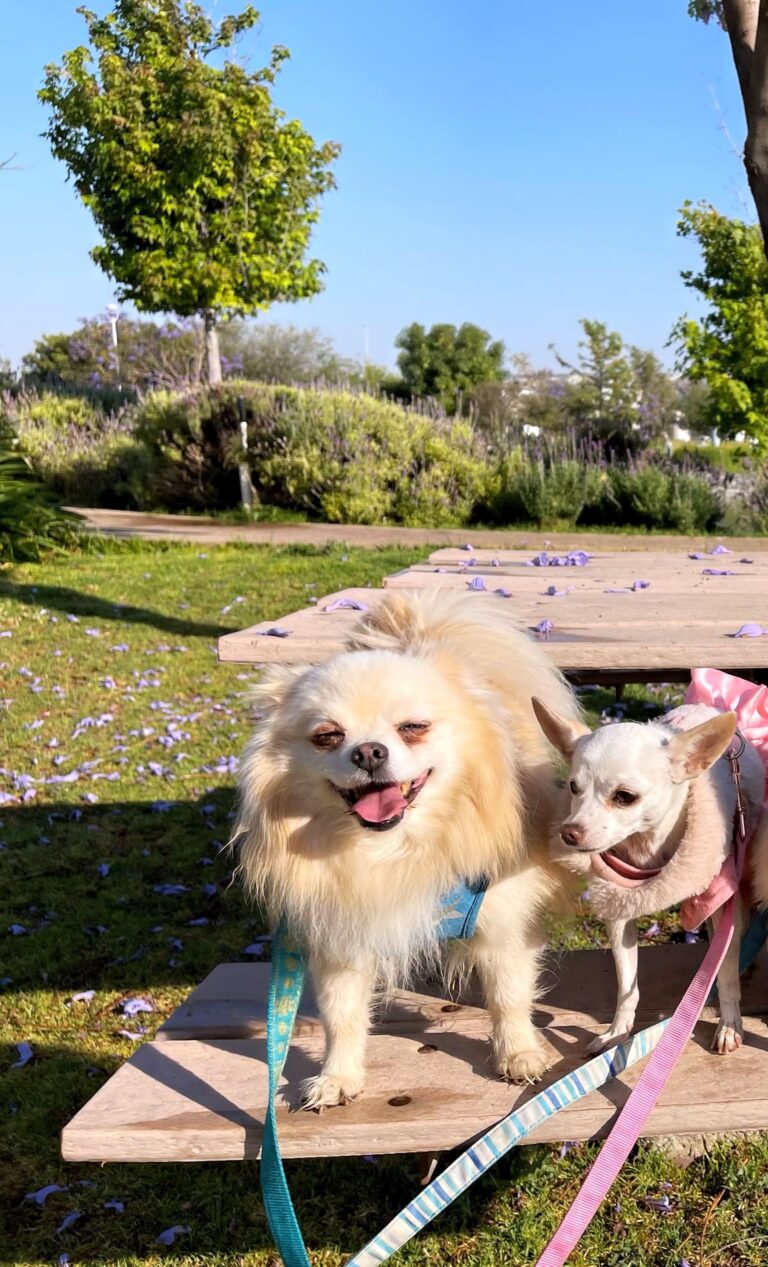 perros en el parque