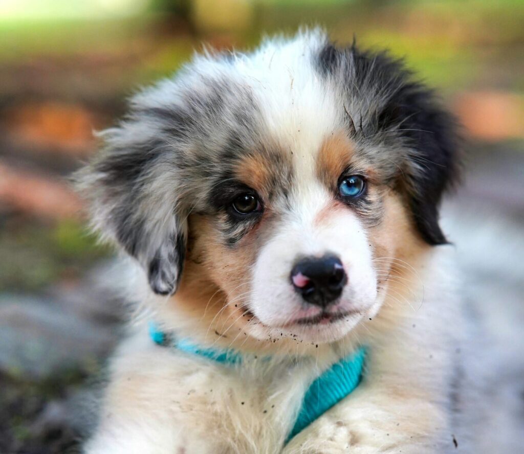 Perro cachorro con ojo azul y ojo cafe